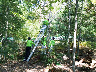 鳥の巣を清掃・巣の修理